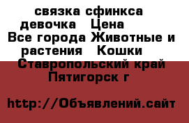 связка сфинкса. девочка › Цена ­ 500 - Все города Животные и растения » Кошки   . Ставропольский край,Пятигорск г.